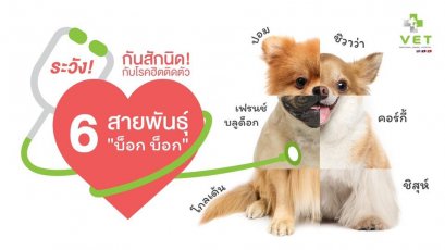 ระวังกันสักนิด! กับโรคฮิตติดตัว! จาก 6 สายพันธุ์ ‘บ็อก! บ็อก!’ ( ตอนที่ 2 )